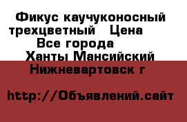 Фикус каучуконосный трехцветный › Цена ­ 500 - Все города  »    . Ханты-Мансийский,Нижневартовск г.